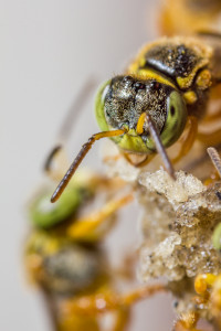 Macro fotografia abelha jataí